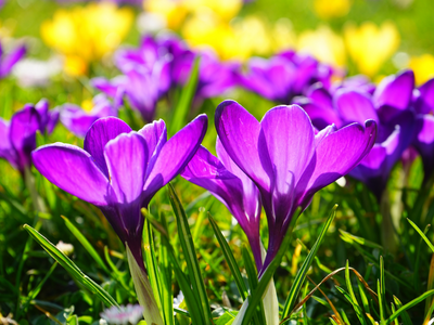 Hello Spring...
